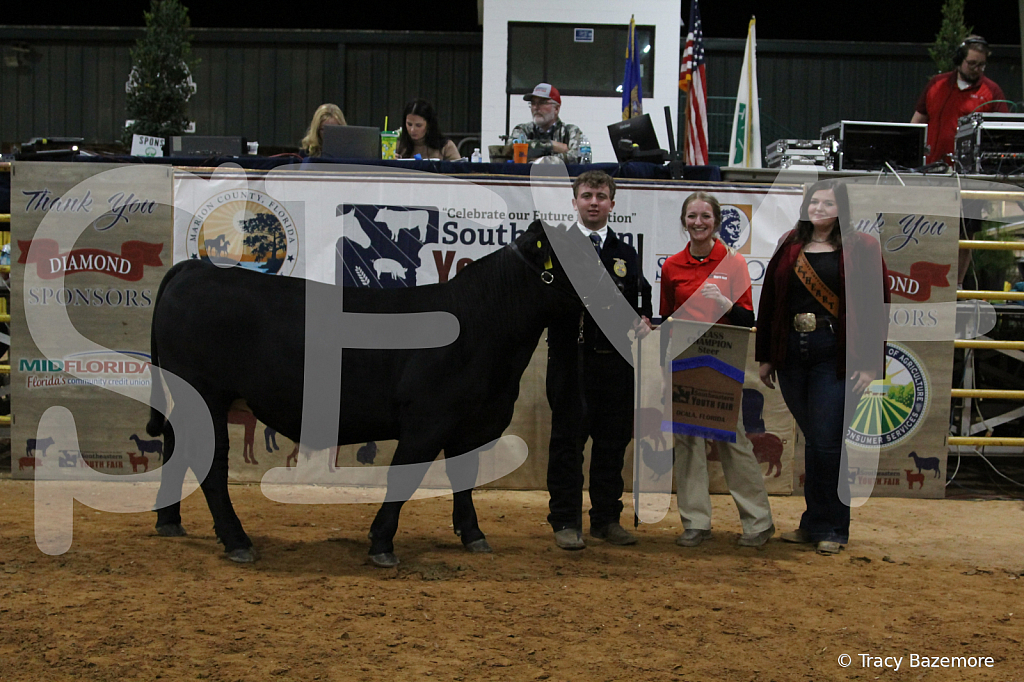 steer4076 - ID: 16102343 © Tracy Bazemore