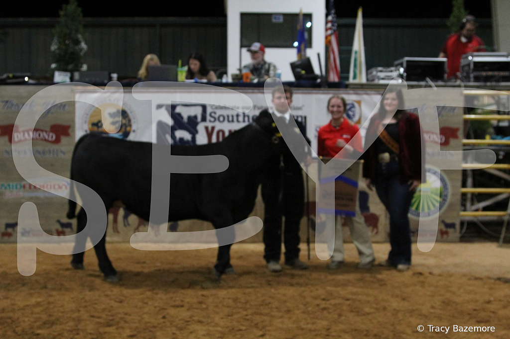 steer4077 - ID: 16102344 © Tracy Bazemore