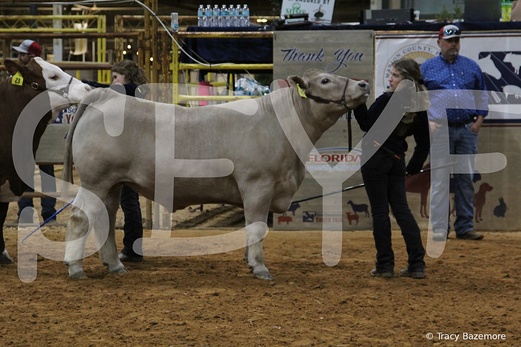 steer4119 - ID: 16102385 © Tracy Bazemore