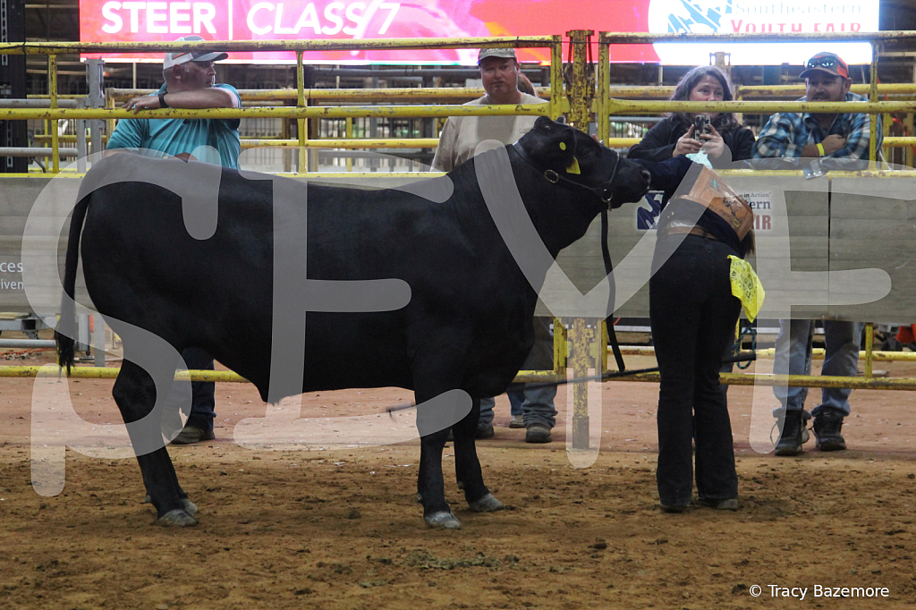 steer4124 - ID: 16102391 © Tracy Bazemore