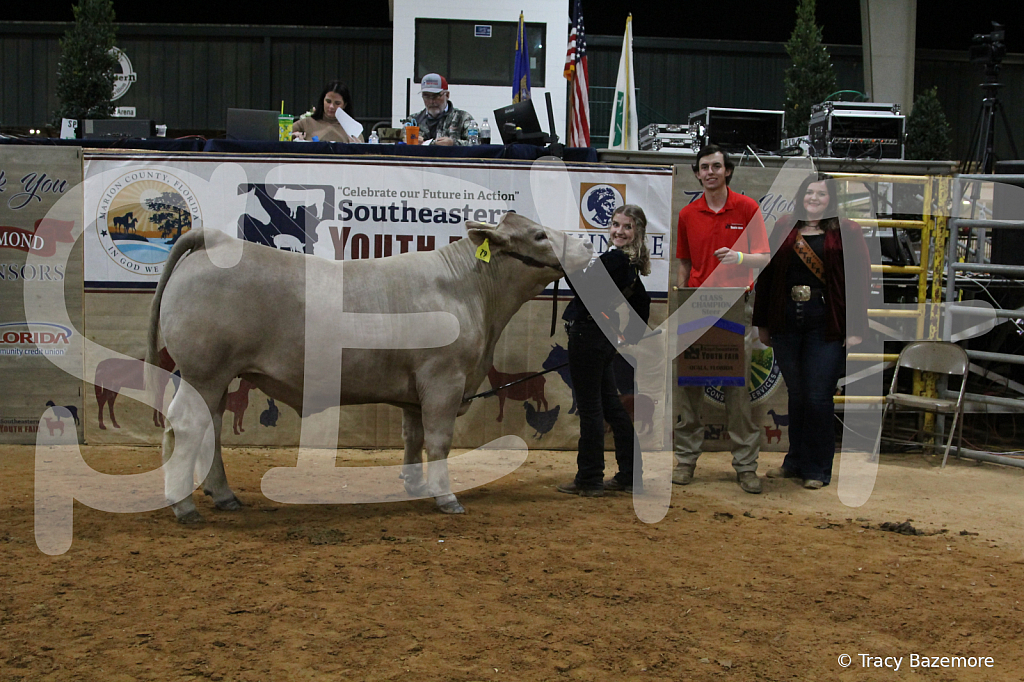 steer4127 - ID: 16102393 © Tracy Bazemore