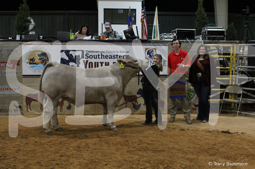 steer4128 - ID: 16102394 © Tracy Bazemore