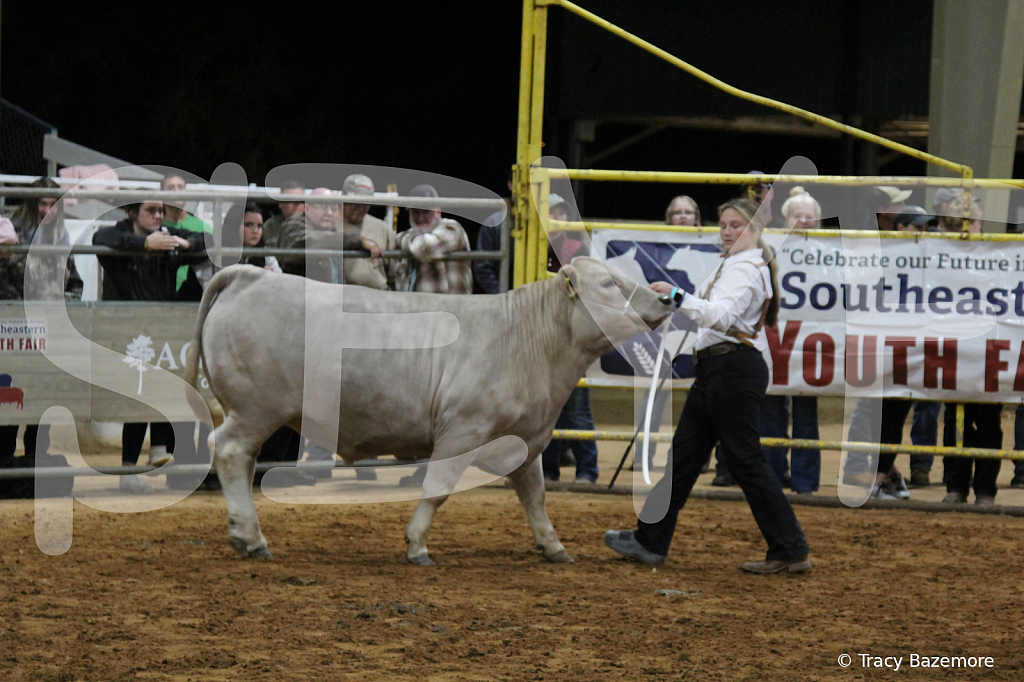 steer4181 - ID: 16102447 © Tracy Bazemore