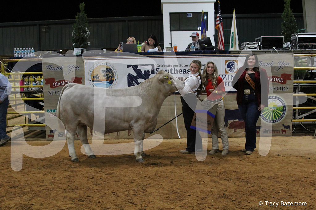steer4183 - ID: 16102448 © Tracy Bazemore