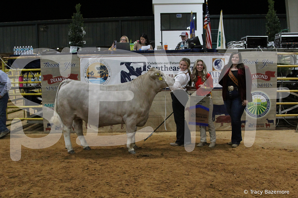 steer4184 - ID: 16102449 © Tracy Bazemore