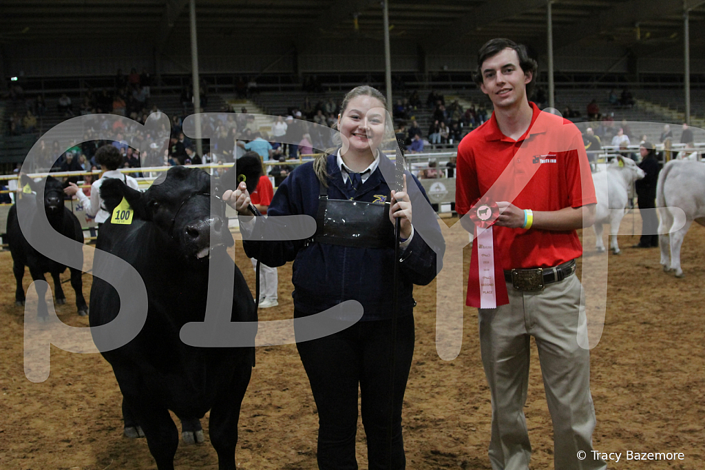 steer4188 - ID: 16102453 © Tracy Bazemore