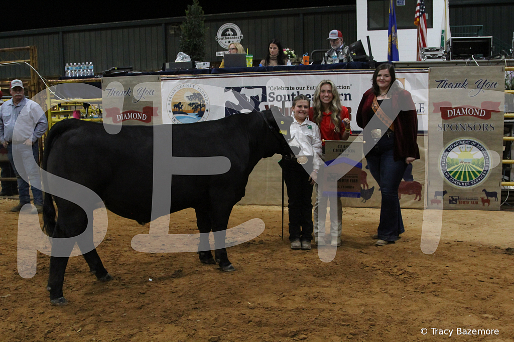 steer4258 - ID: 16102523 © Tracy Bazemore