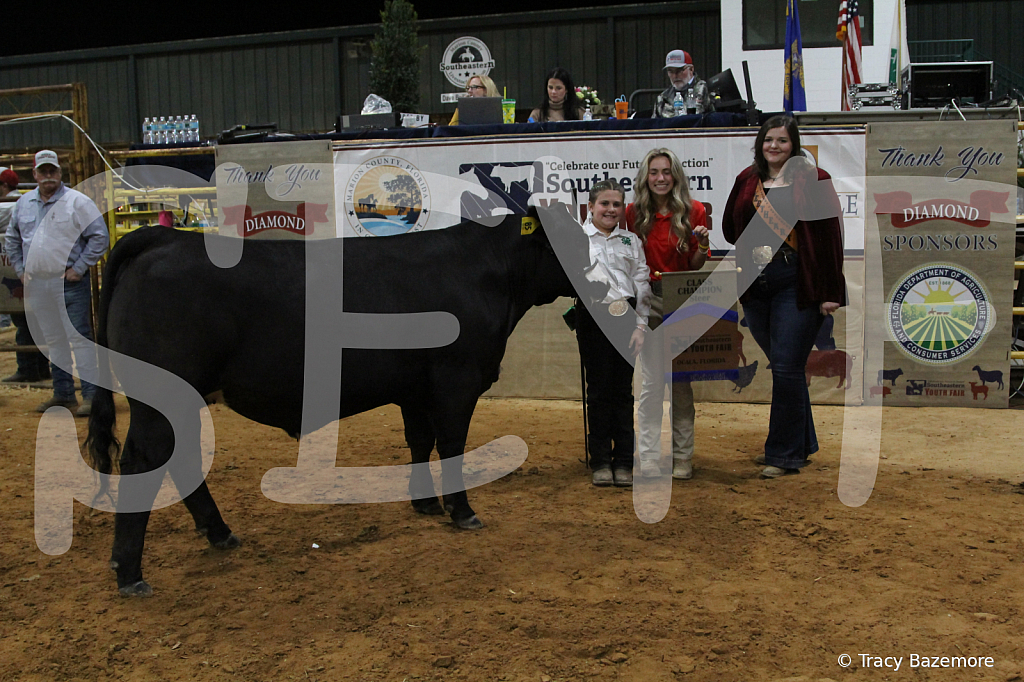steer4259 - ID: 16102524 © Tracy Bazemore