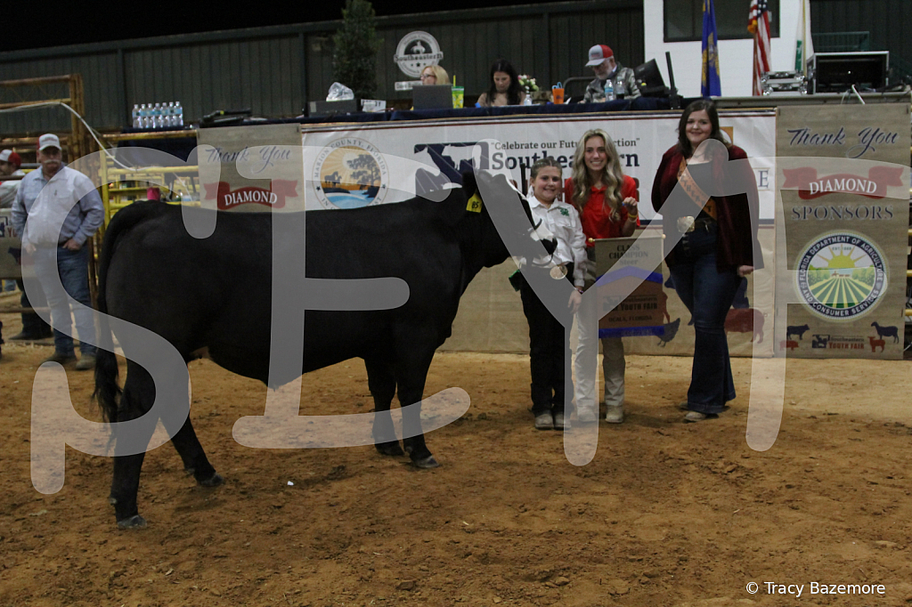 steer4260 - ID: 16102525 © Tracy Bazemore
