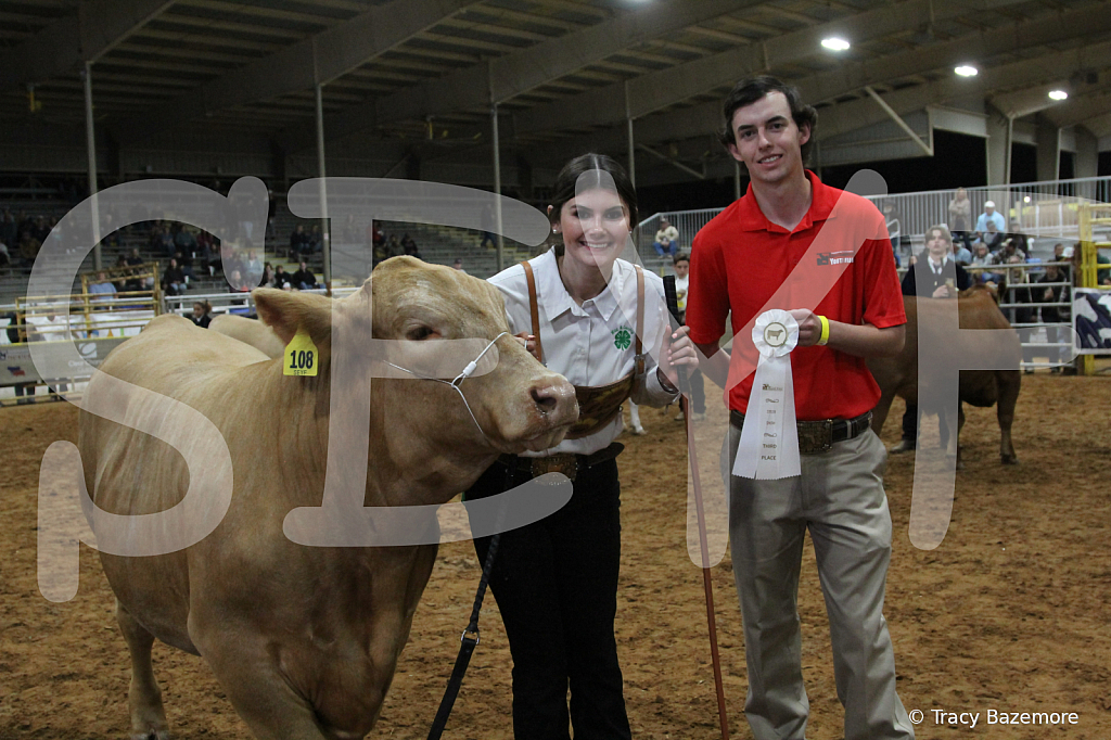 steer4264 - ID: 16102529 © Tracy Bazemore