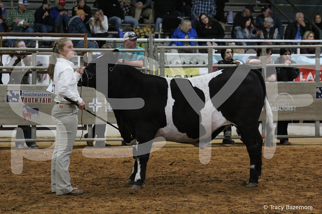 steer4320 - ID: 16102586 © Tracy Bazemore