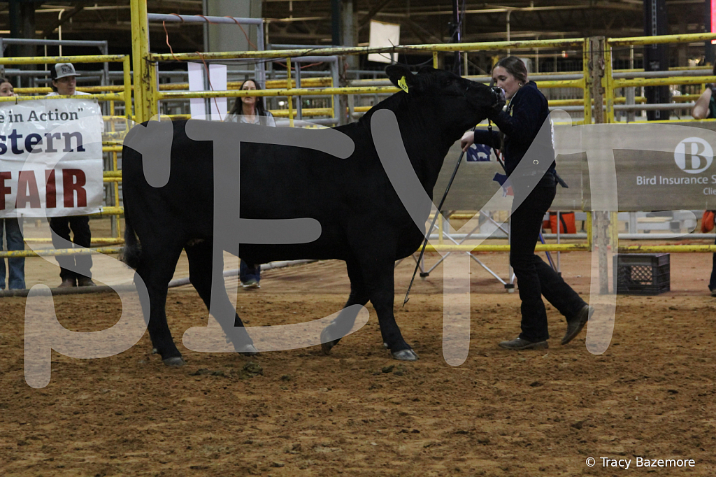 steer4321 - ID: 16102587 © Tracy Bazemore