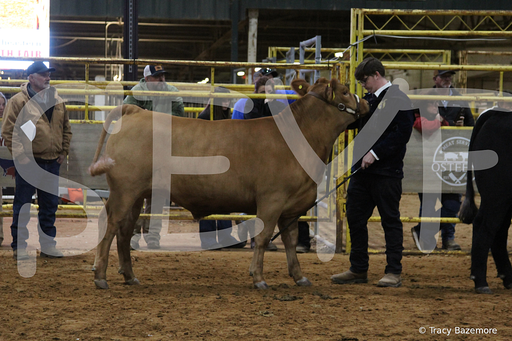 steer4322 - ID: 16102588 © Tracy Bazemore
