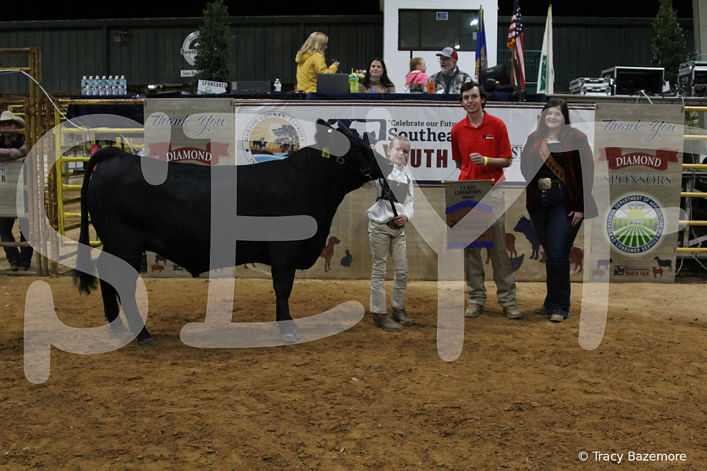 steer4324 - ID: 16102590 © Tracy Bazemore