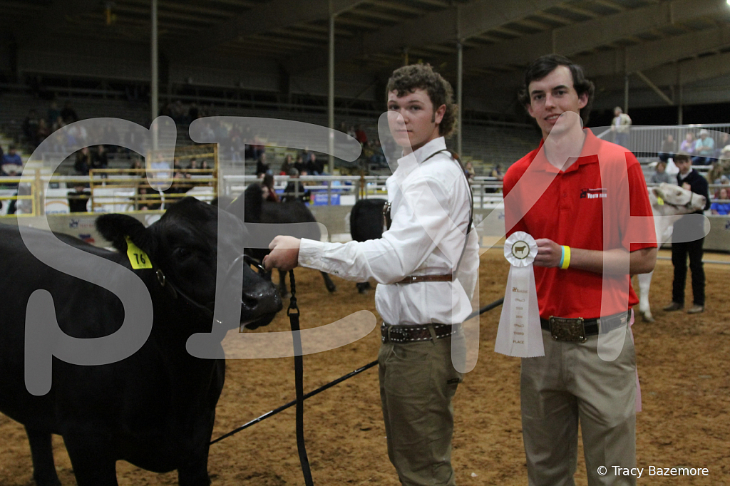steer4376 - ID: 16102642 © Tracy Bazemore