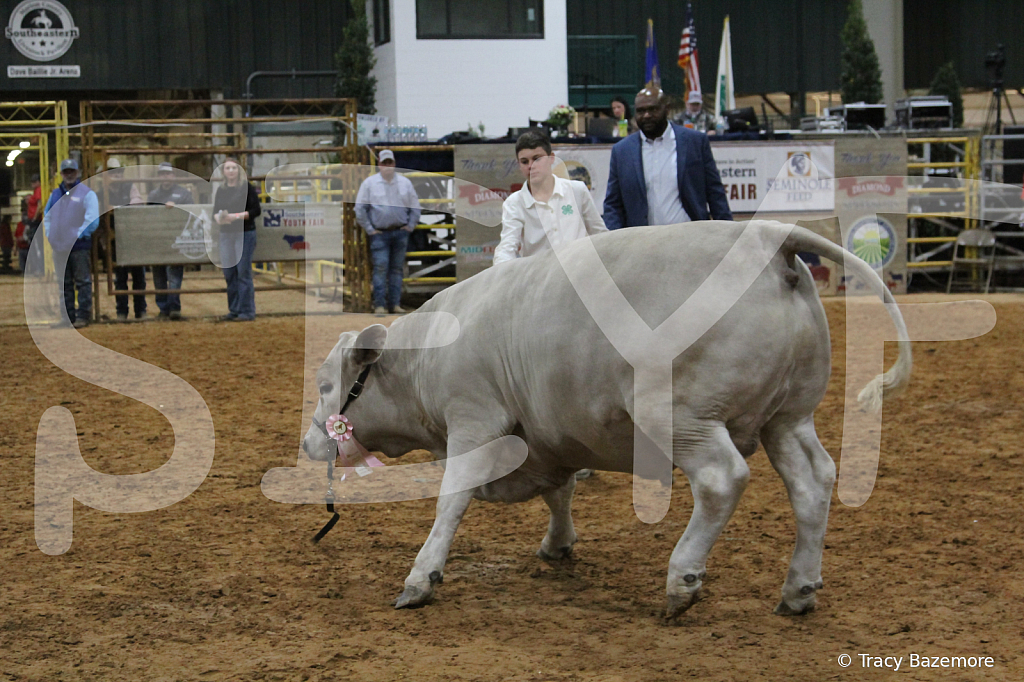 steer4385 - ID: 16102651 © Tracy Bazemore