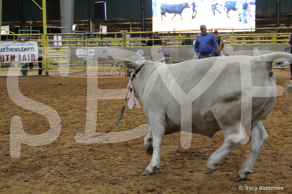 steer4386 - ID: 16102652 © Tracy Bazemore