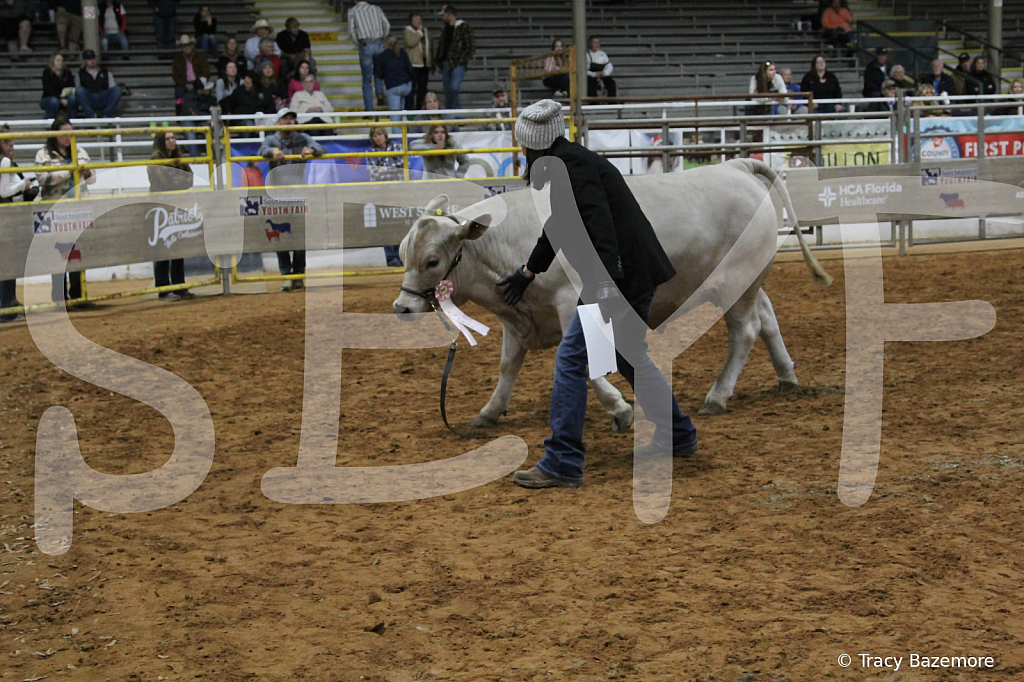 steer4388 - ID: 16102654 © Tracy Bazemore