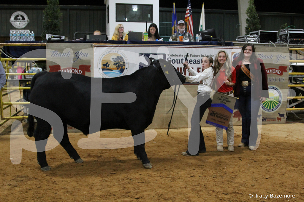 steer4429 - ID: 16102695 © Tracy Bazemore