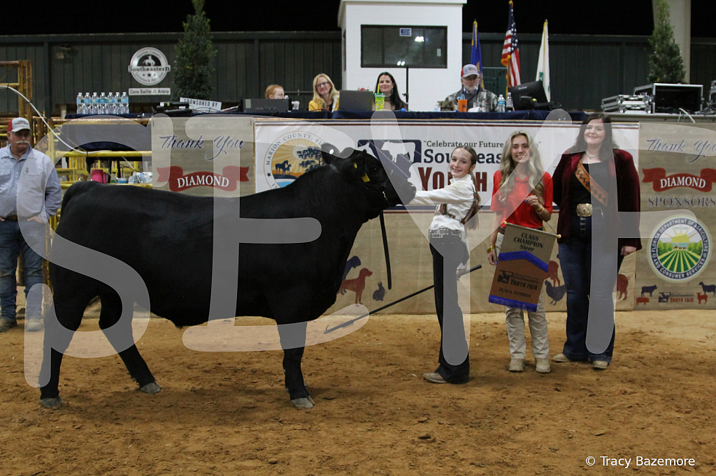 steer4431 - ID: 16102697 © Tracy Bazemore