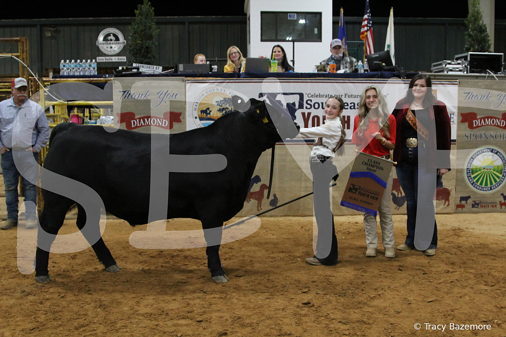 steer4432 - ID: 16102698 © Tracy Bazemore