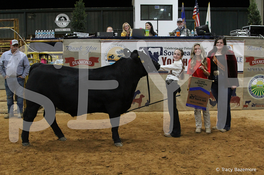 steer4433 - ID: 16102699 © Tracy Bazemore