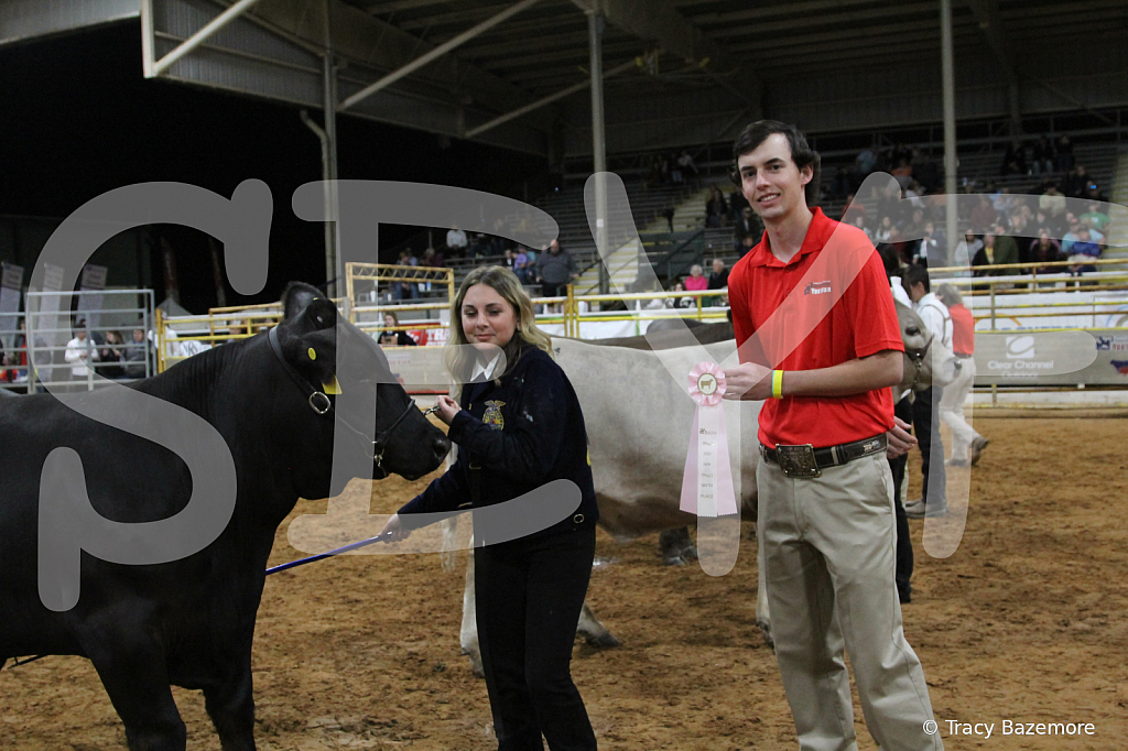 steer4444 - ID: 16102710 © Tracy Bazemore