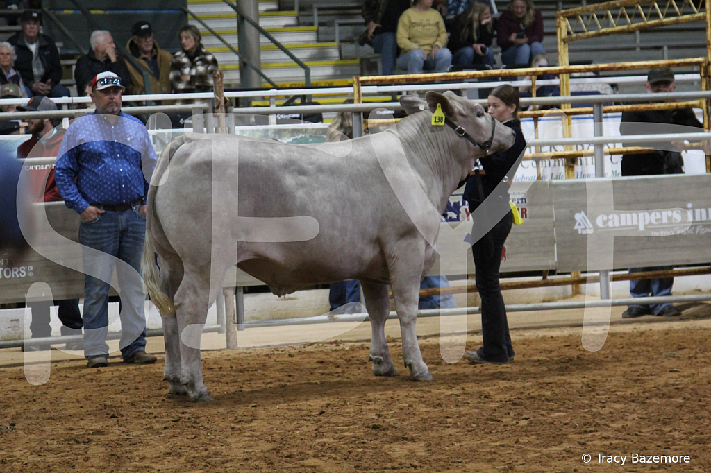 steer4503 - ID: 16102770 © Tracy Bazemore