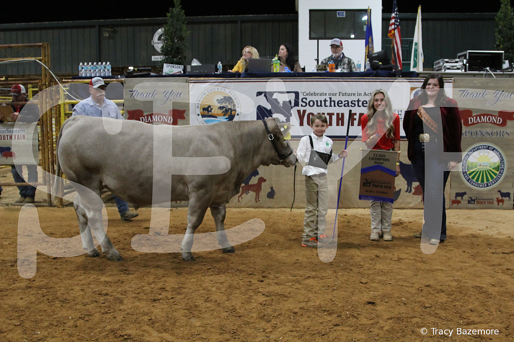 steer4505 - ID: 16102771 © Tracy Bazemore