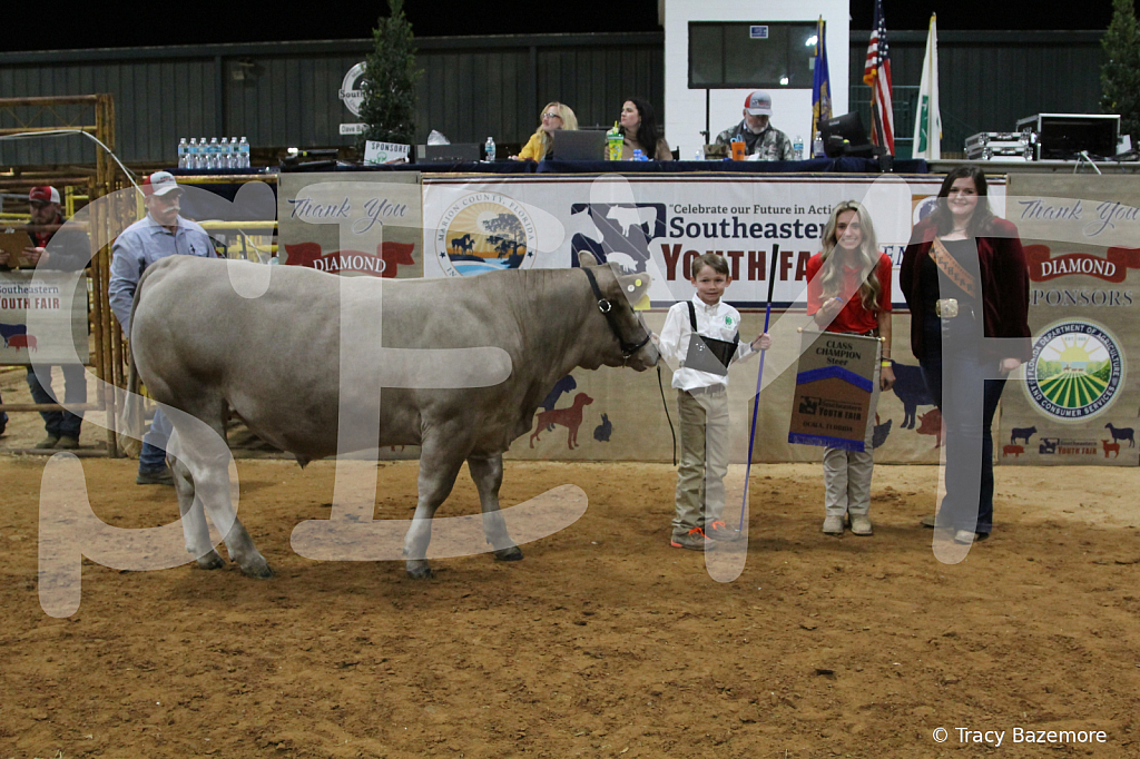 steer4507 - ID: 16102773 © Tracy Bazemore