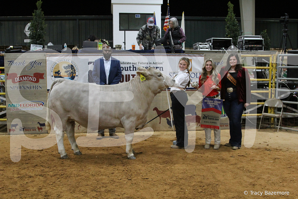steer4628 - ID: 16102892 © Tracy Bazemore