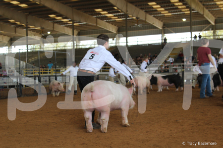 swine8068