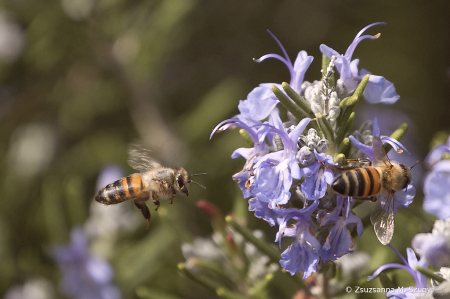 Bees in rosemary 