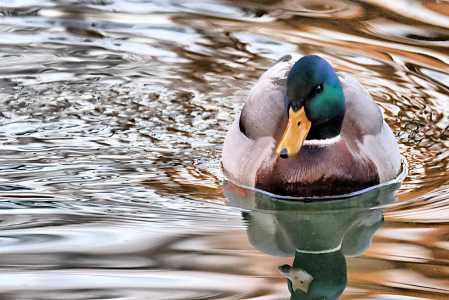 The Photo Contest 2nd Place Winner - Duck