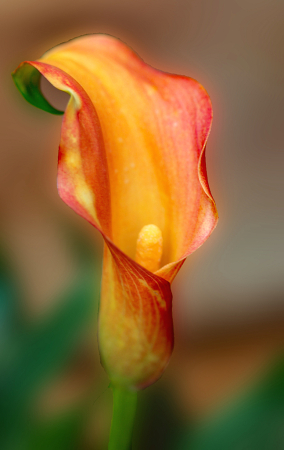 A Calla With A Lot Of Color
