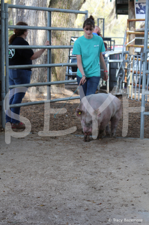 swine7095