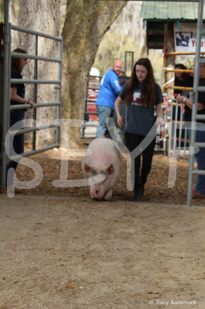 swine7143