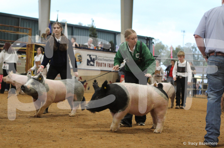swine8265