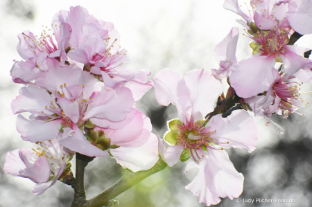 when God smiles on the almond blossoms.....
