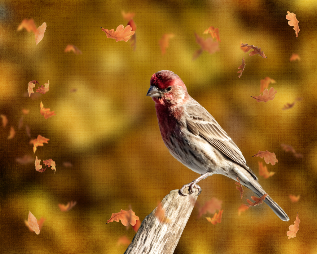 House Finch In Autumn