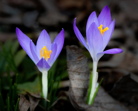 Early Spring Crocus