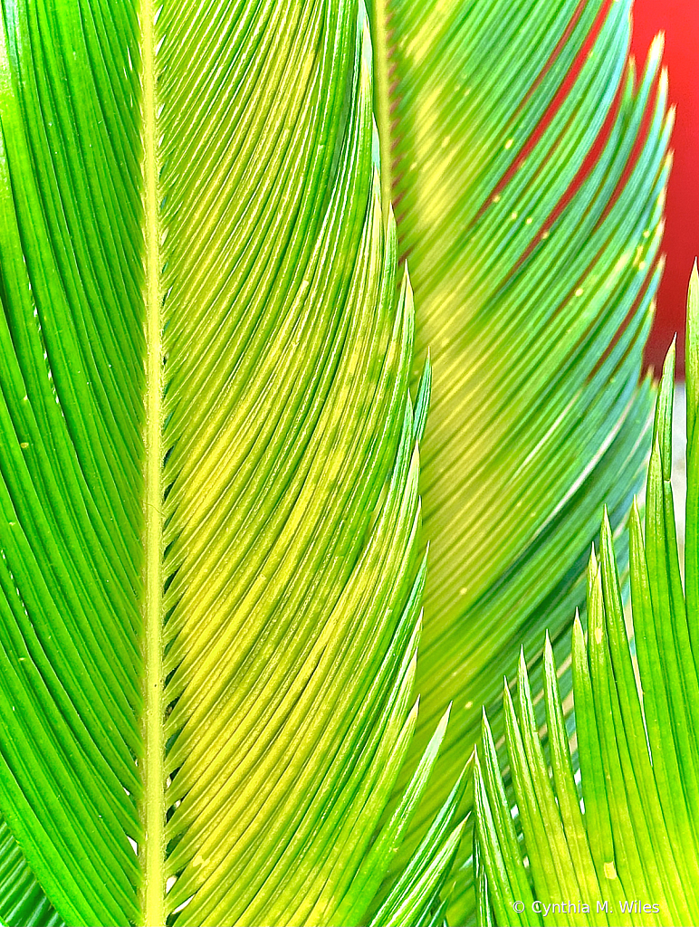 Palm Leaves 