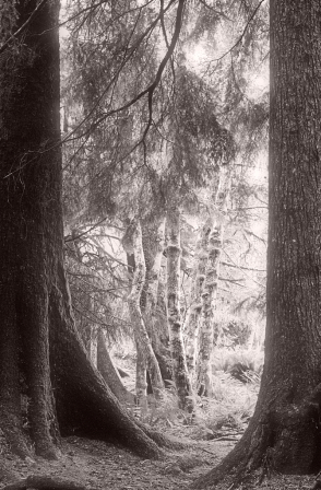 Alder Trunks