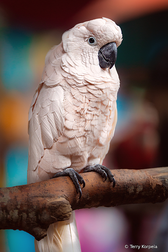 Cockatoo - ID: 16109570 © Terry Korpela