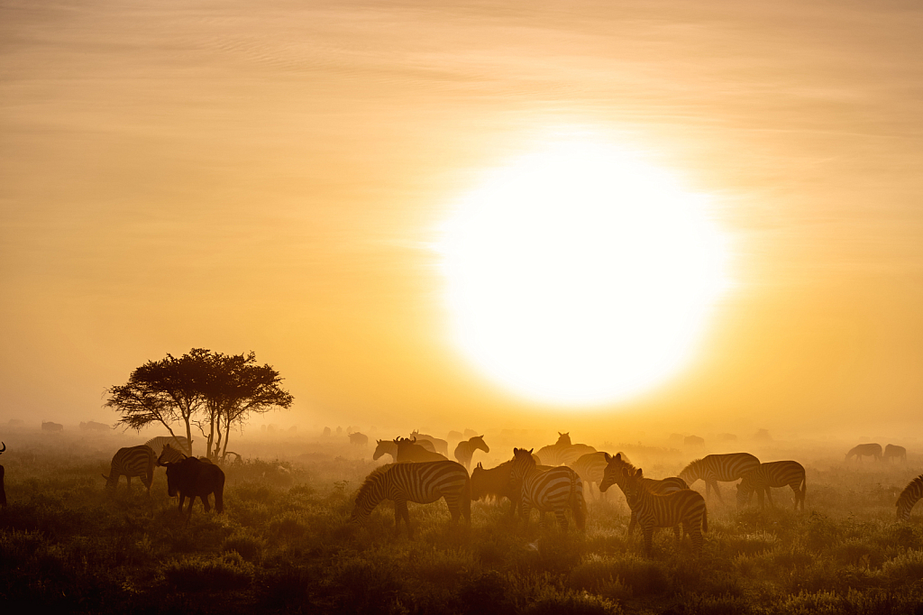 Dawn on a Foggy Morning on the Serengeti
