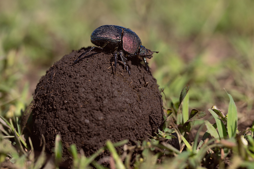 The Dung Beetle and a Lot of Dung 