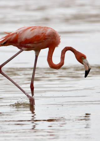 Focused Flamingo