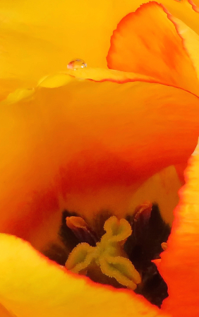 A Peek Inside A Tulip