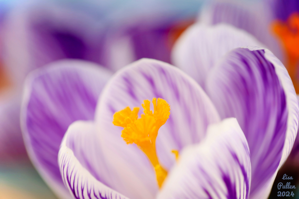 Colorful Crocus