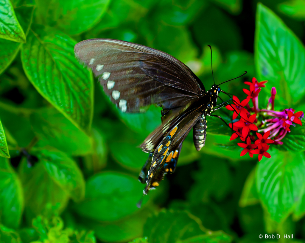 Closeup Swallowtail